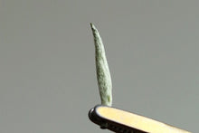 Load image into Gallery viewer, yellow tea “TaXueLanFei”