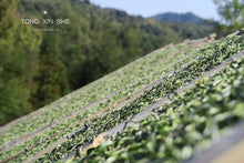 Load image into Gallery viewer, 2022 White Tea Collection