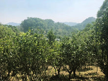 Load image into Gallery viewer, 2016 Yiwu a fan grinding Pu'er sheng tea 50g