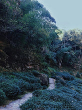 Load image into Gallery viewer, 2020 Zheng Yan Lotus Peak Jin Guan Yin
