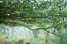 Load image into Gallery viewer, Phoenix Single Cong: Lao Cong Duck Feces Fragrance "Silver Flower Fragrance"