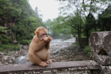 Load image into Gallery viewer, Fujian Wuyi Mountain Tongmuguan wild black tea