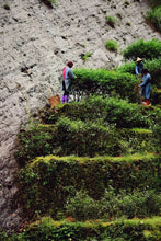 Load image into Gallery viewer, 2022 Niu Lan Valley Rou Gui