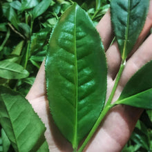 Load image into Gallery viewer, Bai Rui Xiang (百瑞香)