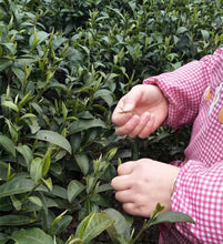 Load image into Gallery viewer, Gui Ding Yun Wu Tea