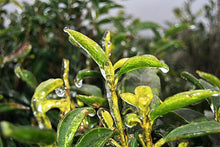 Load image into Gallery viewer, “SNOW FLAKES”Phoenix dancong oolong/“雪片”