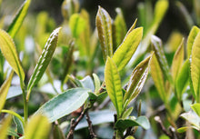 Load image into Gallery viewer, Iron Arhat - 铁罗汉 (Tie Luo Han) 50g