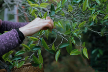 Load image into Gallery viewer, Lao Xian  Weng Dancong/老仙翁单丛