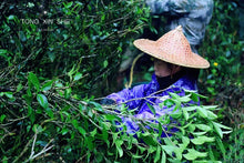 Load image into Gallery viewer, Wu San Di Shui Xian 吴三地水仙