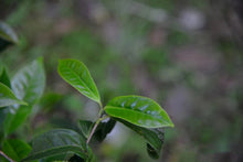 Load image into Gallery viewer, Phoenix Dan Cong "Ginger Flower Fragrance"