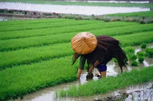 Load image into Gallery viewer, Hat tea cup/斗笠杯