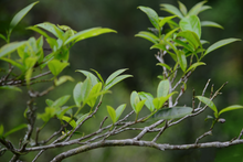 Load image into Gallery viewer, Peach Kernel Aroma Fenghuang Dancong Oolong/凤凰单丛桃仁香