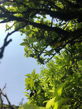 Load image into Gallery viewer, Phoenix Single Cong: Lao Cong Duck Feces Fragrance "Silver Flower Fragrance"