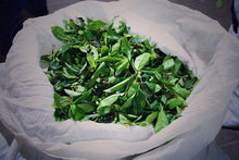 Load image into Gallery viewer, Da Wang Feng Rou Gui/大王峰肉桂