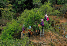 Load image into Gallery viewer, “Lao Cong Ye Lai Xiang” Phoenix dancong oolong/老枞夜来香