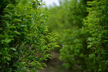 Load image into Gallery viewer, Oolong Tea "Phoenix Dancong Osmanthus Fragrance"桂花香单丛