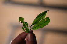 Load image into Gallery viewer, 2022 Purebred Da Hong Pao/纯种大红袍
