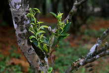 Load image into Gallery viewer, An Jiao Mi Lan Xiang /庵角蜜兰香