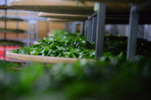 Load image into Gallery viewer, “Lao Cong Zhi Lan Xiang” Phoenix dancong oolong/老枞芝兰香