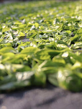 Load image into Gallery viewer, “SNOW FLAKES”Phoenix dancong oolong/“雪片”