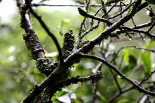 Load image into Gallery viewer, Limited Edition "Guwangkeng Jin Junmei"