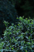 Load image into Gallery viewer, 2022 Purebred Da Hong Pao/纯种大红袍