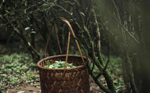 Load image into Gallery viewer, "100 Years + Old Cong Narcissus"100+百年老枞水仙