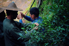 Load image into Gallery viewer, 2022 Niu Lan Valley Rou Gui