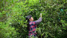 Load image into Gallery viewer, Oolong Tea "Phoenix Dancong Osmanthus Fragrance"桂花香单丛