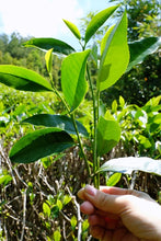 Load image into Gallery viewer, Long Xu Tea (Lao Cong Shui Xian)