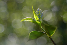 Load image into Gallery viewer, Phoenix Dan Cong "Ginger Flower Fragrance"