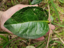 Load image into Gallery viewer, 2021 Wuyi Rock Tea Bergamot (Sydney)佛手/雪梨