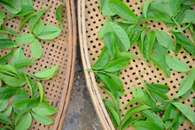 Load image into Gallery viewer, Oolong Tea "Phoenix Dancong Osmanthus Fragrance"桂花香单丛