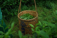 Load image into Gallery viewer, Heaven's Waist - 半天腰(Ban Tian Yao)50g