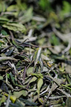 Load image into Gallery viewer, 2022 Taimu Mountain White Peony