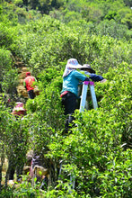 Load image into Gallery viewer, Peach Kernel Aroma Fenghuang Dancong Oolong/凤凰单丛桃仁香