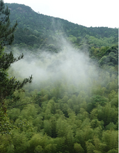 Load image into Gallery viewer, Fujian Wuyi Mountain Tongmuguan wild black tea