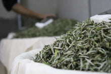 Load image into Gallery viewer, Charcoal Bai Hao Yin Zhen