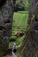Load image into Gallery viewer, 2022 Purebred Da Hong Pao/纯种大红袍