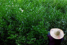 Load image into Gallery viewer, Limited Time Event: Buy 1 Get 1 Free. 2020 Ecological Gao Cong Shui Xian(高枞水仙)