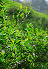 Load image into Gallery viewer, Bulguk Rock Rou Gui/佛国岩肉桂