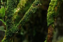 Load image into Gallery viewer, Special Grade Handmade Hui Yuan Keng Gao Cong Shui Xian