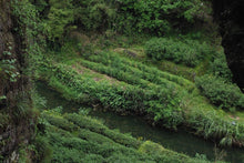 Load image into Gallery viewer, 2021 Peach Fragrance Da Hong Pao ( 桃香大红袍 )