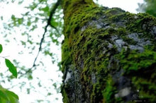 Load image into Gallery viewer, "Fei Zi Xiao" black tea from Tongmuguan in Wuyishan, Fujian