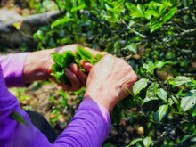 Load image into Gallery viewer, Zui Xiang Lan Tongmuguan Black Tea