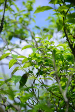 Load image into Gallery viewer, “Lao Cong Zhi Lan Xiang” Phoenix dancong oolong/老枞芝兰香