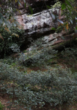 Load image into Gallery viewer, Wuyi Rock Tea Zheng Yan “Bi Shi Yan Rou Gui”