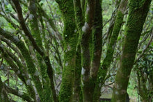 Load image into Gallery viewer, Lao Cong Wu Dong PeachFragrant Dan Cong