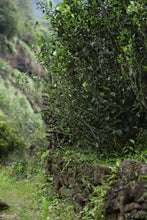 Load image into Gallery viewer, Hui Yuan Keng Gu Jing Lao Cong /忆崇安