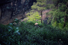 Load image into Gallery viewer, Niu Lan Keng Rou Gui/牛栏坑肉桂(二道火)